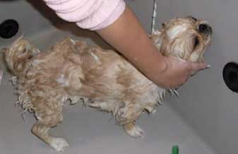 Mundo Das Patinhas - Foto 1