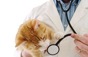 Clínica Veterinária Zooclínica - Foto 1