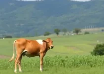 Concurso FMVA UNESP Araçatuba SP professor titular Microbiologia Veterinária