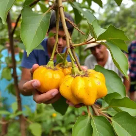 capacitação em cultivo de maracujá