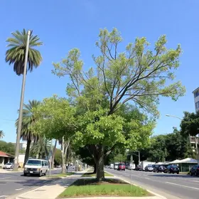 arborização do São Vicente