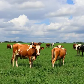 Tarraf apresenta empreendimentos na ExpôAgroPec Brasil