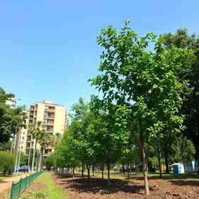 Araçatuba Mais Verde