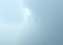 Alerta amarelo