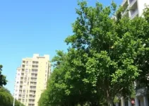 Decreto regulamenta lei de arborização urbana de Araçatuba