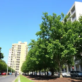 Decreto regulamenta lei de arborização urbana de Araçatuba
