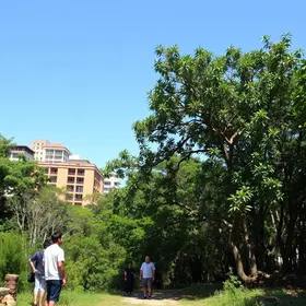 arborização urbana