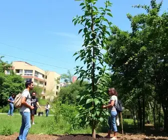 curso de arborização urbana